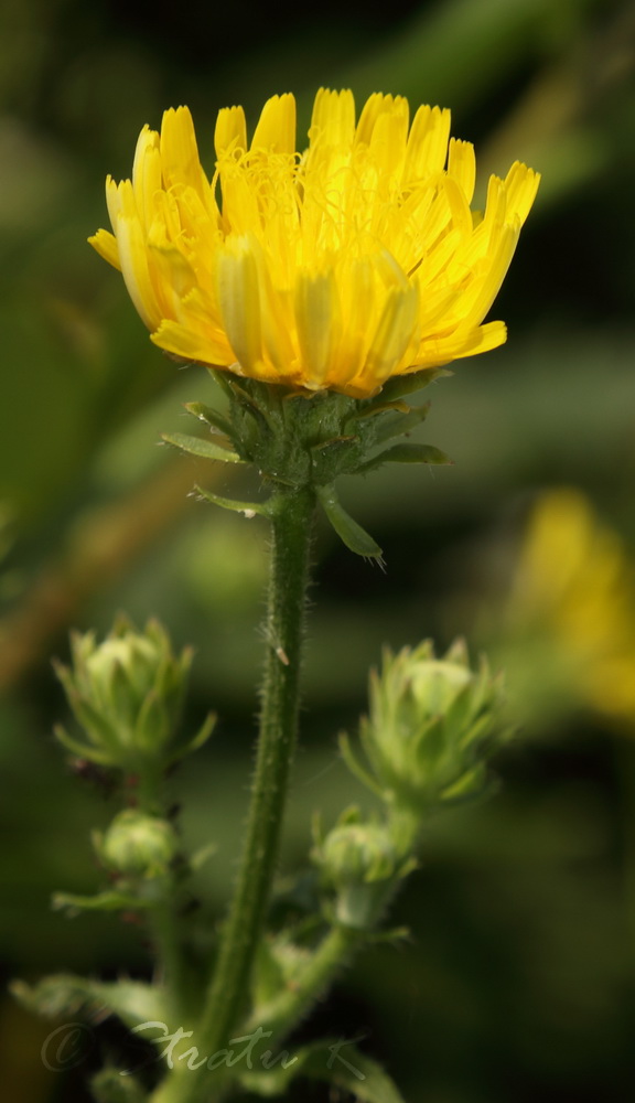 Image of Picris hieracioides specimen.