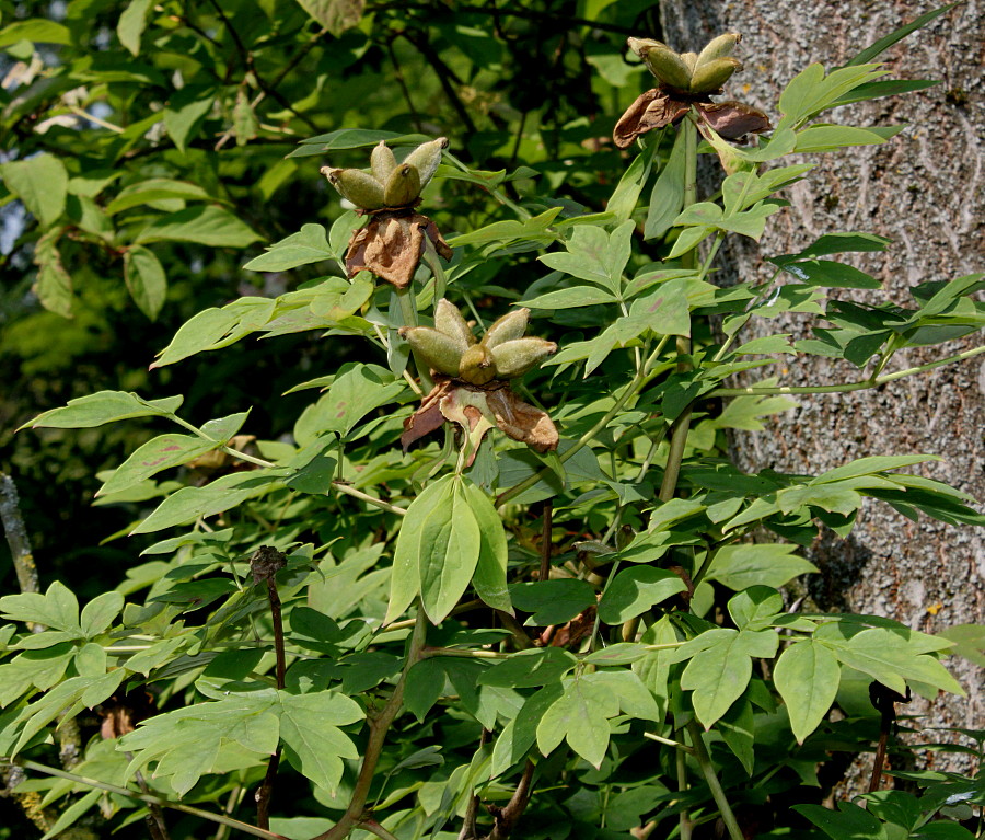 Image of Paeonia rockii specimen.