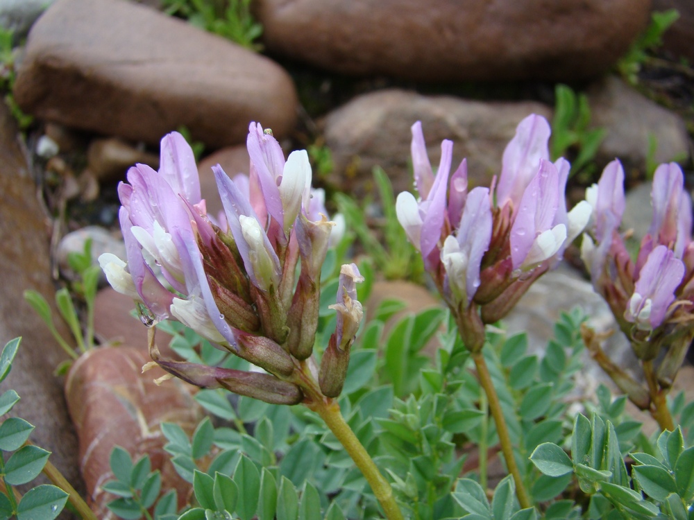 Изображение особи Astragalus skorniakowii.