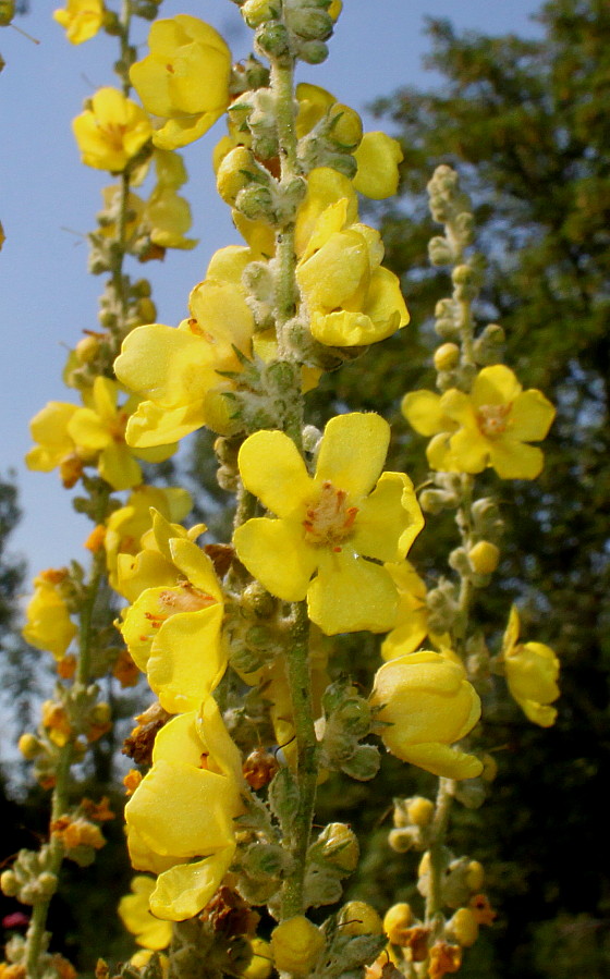 Изображение особи Verbascum olympicum.