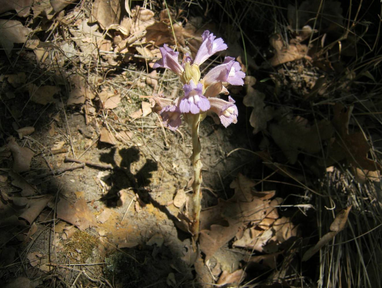 Image of Phelipanche arenaria specimen.