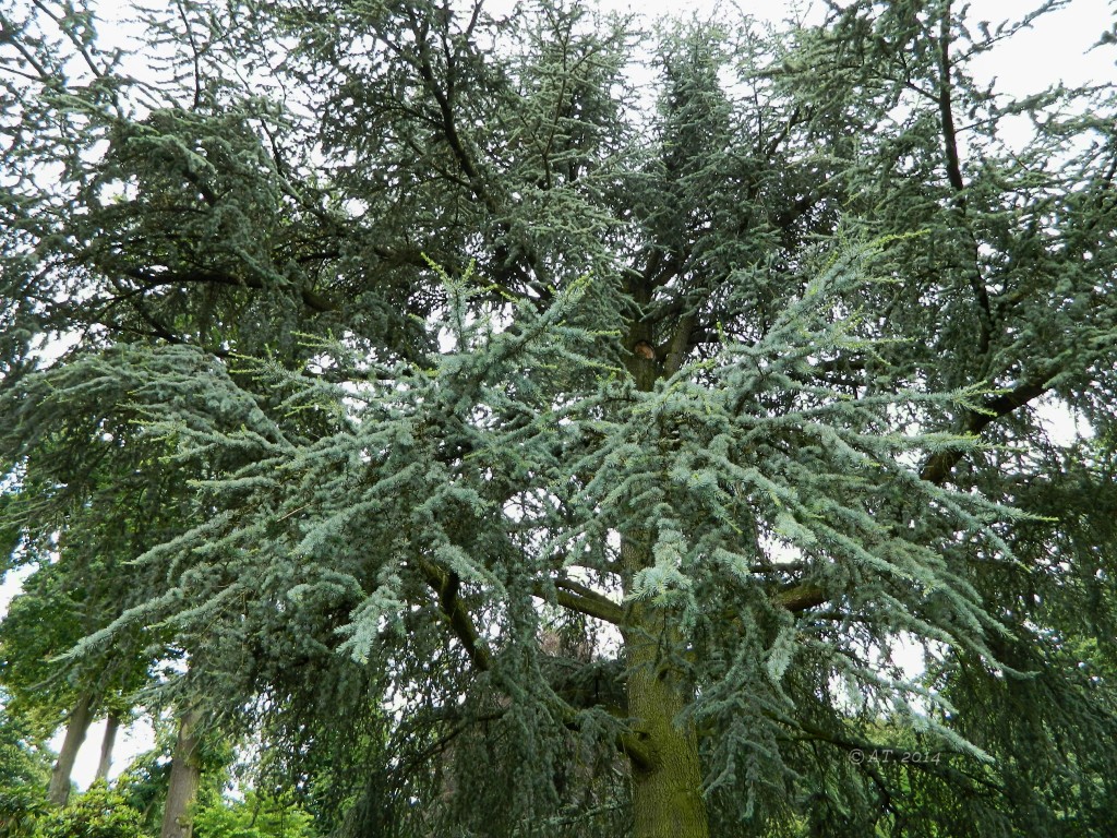 Image of Cedrus atlantica specimen.