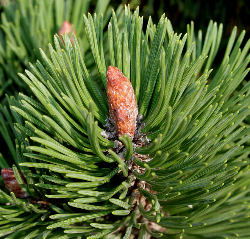 Image of Pinus mugo specimen.