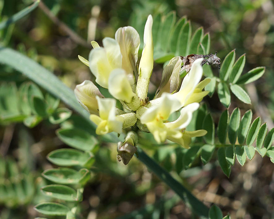 Изображение особи Astragalus resupinatus.