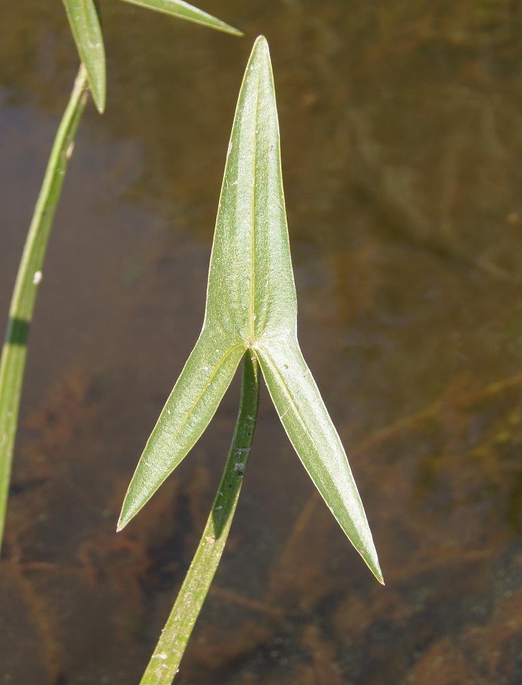 Изображение особи Sagittaria sagittifolia.