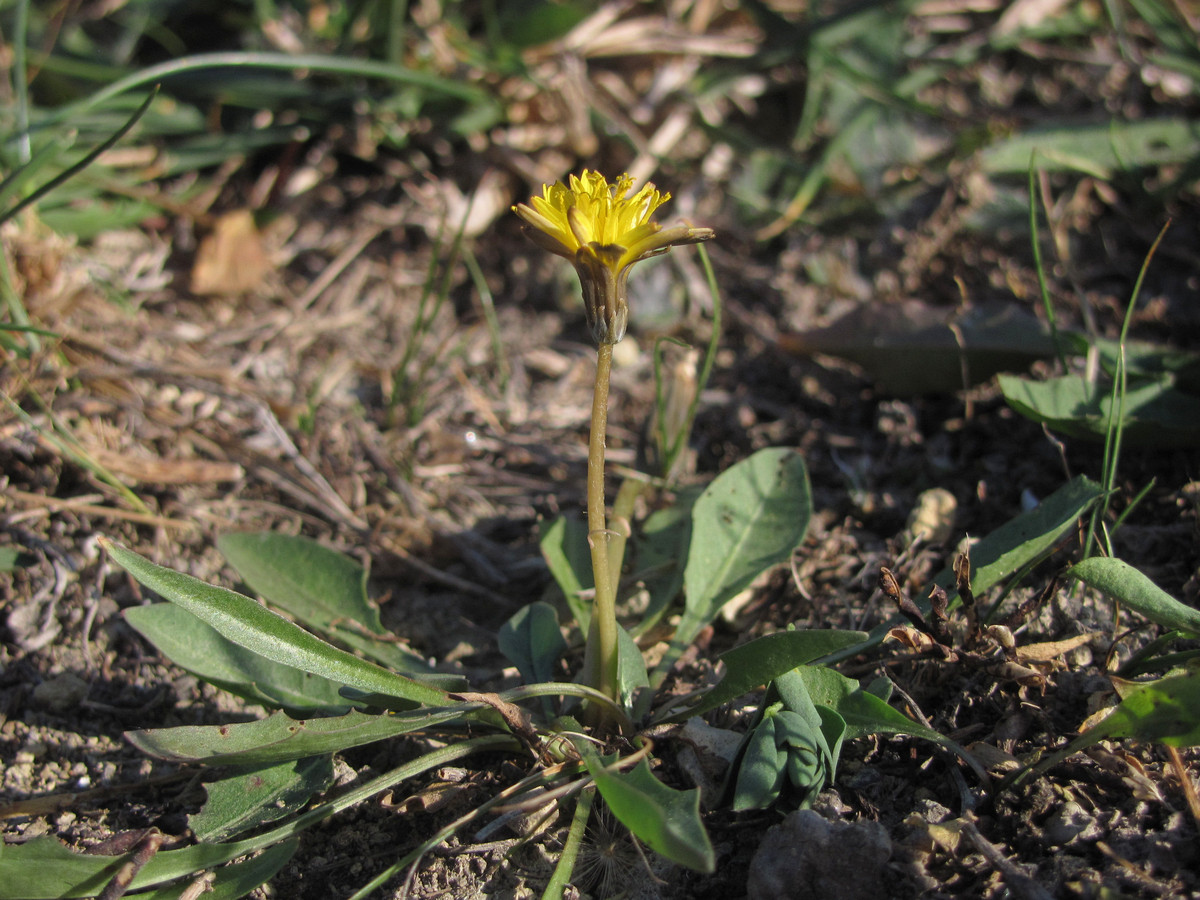 Image of Taraxacum bessarabicum specimen.