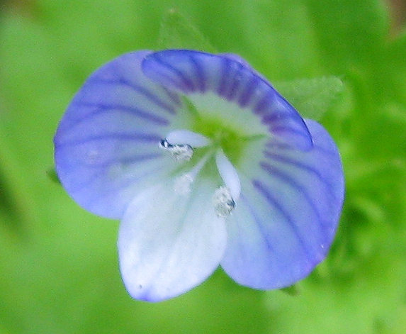 Image of Veronica persica specimen.