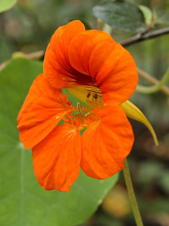 Image of Tropaeolum majus specimen.