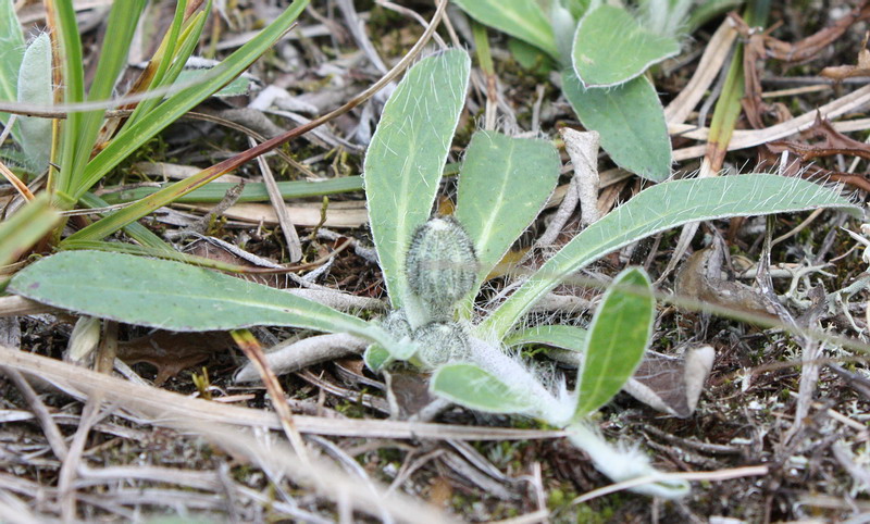 Image of Pilosella officinarum specimen.