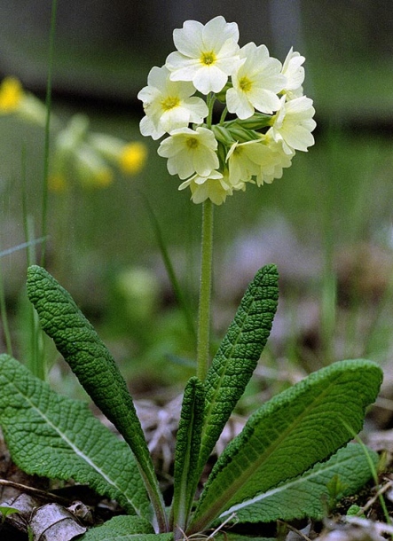 Изображение особи Primula ruprechtii.