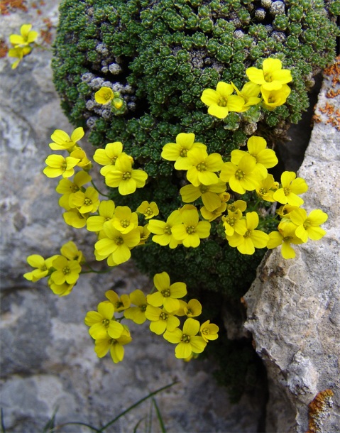 Image of Draba bryoides specimen.