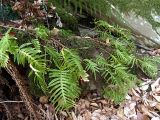 Polypodium cambricum