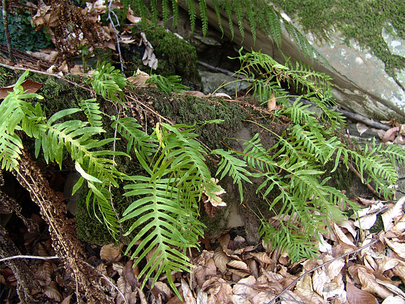 Изображение особи Polypodium cambricum.