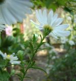 Symphyotrichum &times; versicolor