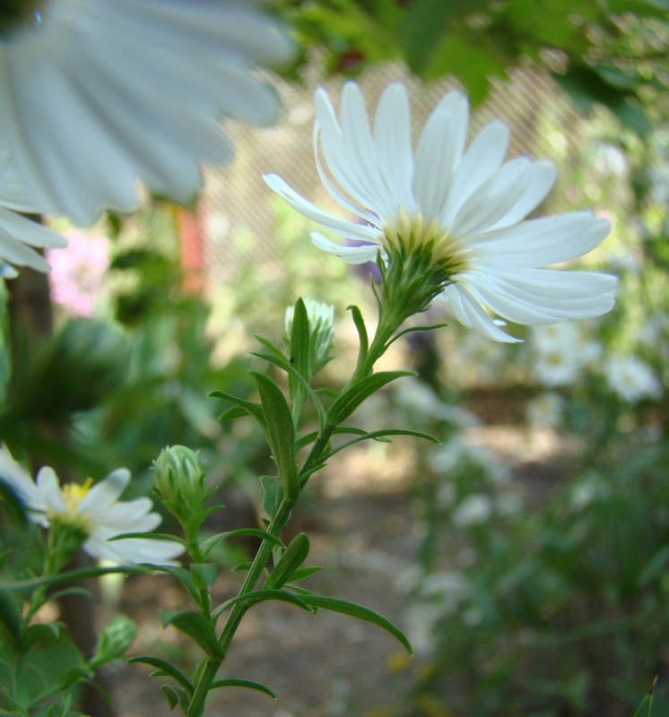 Image of Symphyotrichum &times; versicolor specimen.