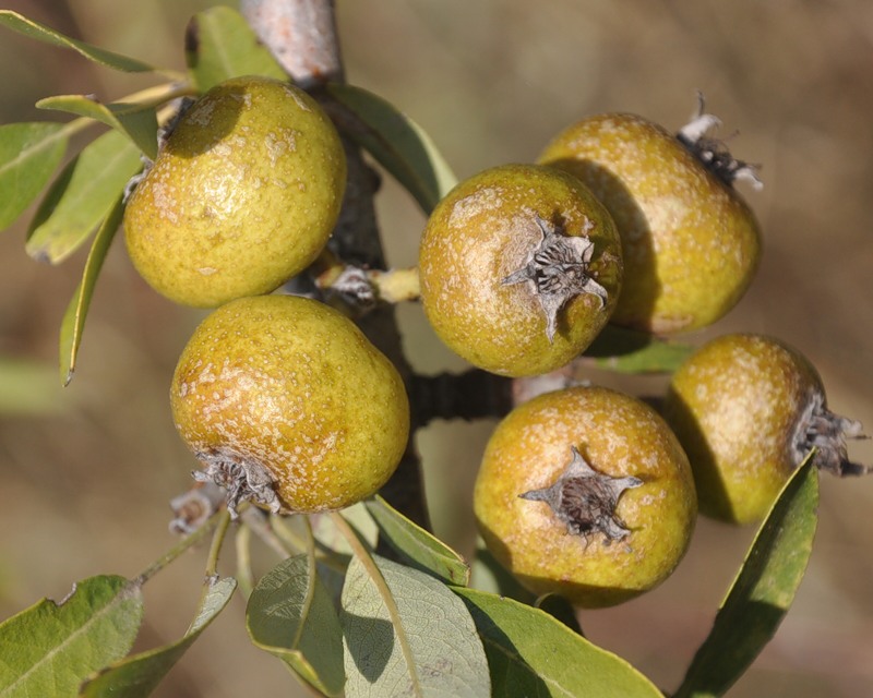 Image of Pyrus amygdaliformis specimen.