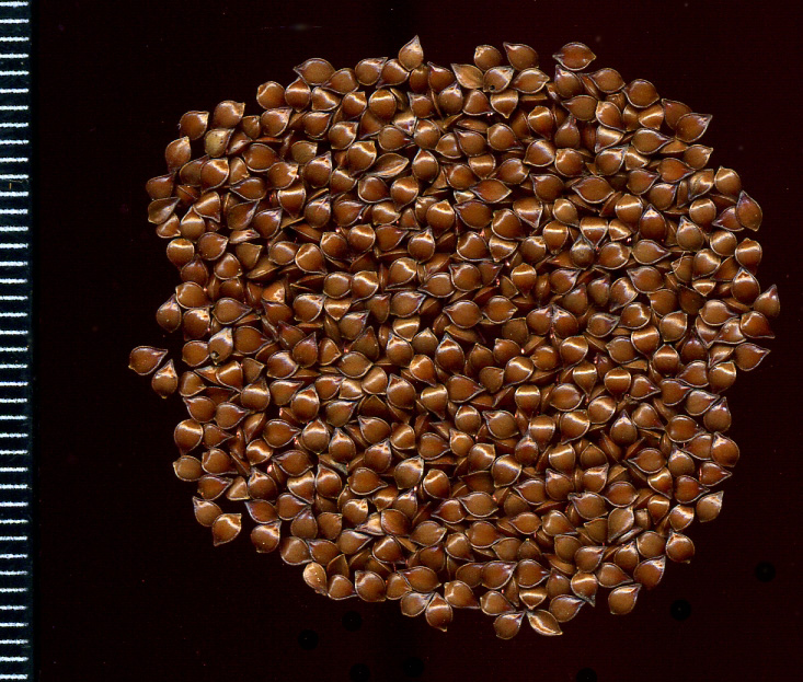 Image of Rumex crispus specimen.