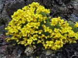 Draba bryoides