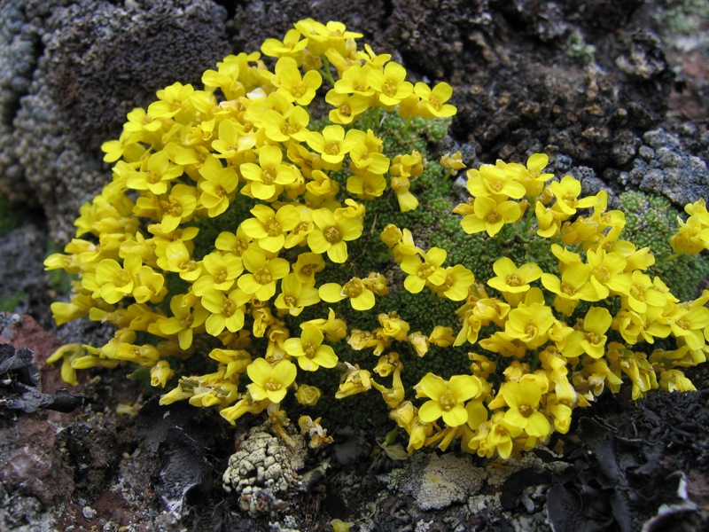 Изображение особи Draba bryoides.