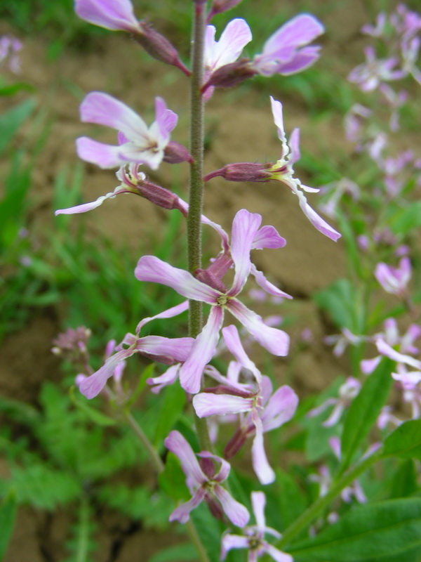 Изображение особи Strigosella turkestanica.