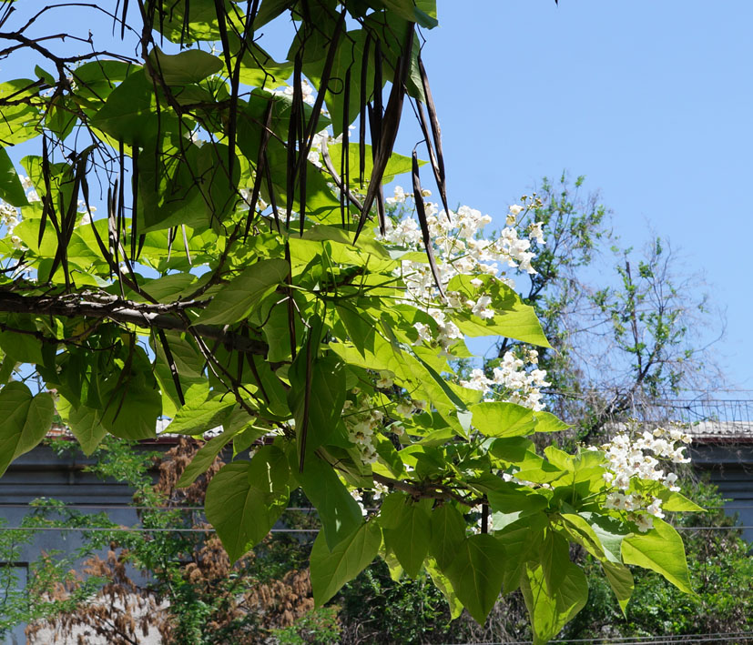 Image of Catalpa bignonioides specimen.