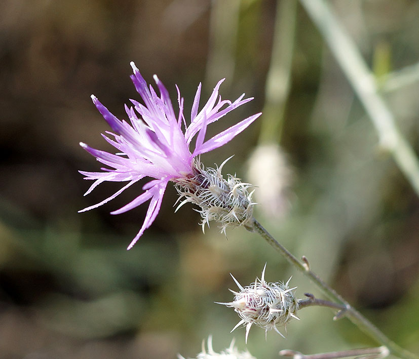 Image of Centaurea pseudosquarrosa specimen.