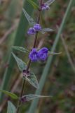 Scutellaria galericulata