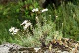 Chrysanthemum sinuatum