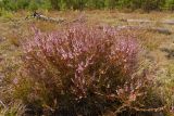 Calluna vulgaris. Растение в начале цветения. Новгородская обл., Боровичский р-н, лес западнее г. Боровичи, на вырубке. 18.07.2015.