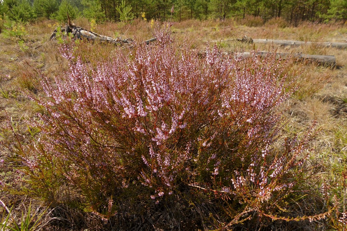 Изображение особи Calluna vulgaris.