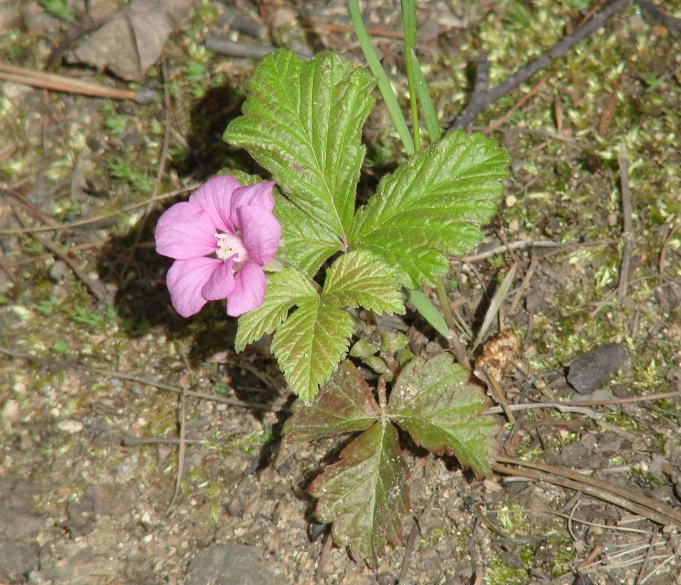 Image of Rubus arcticus specimen.