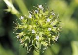 Valerianella dactylophylla