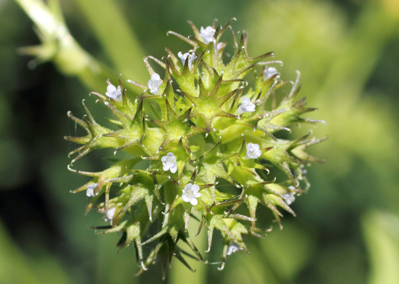 Изображение особи Valerianella dactylophylla.