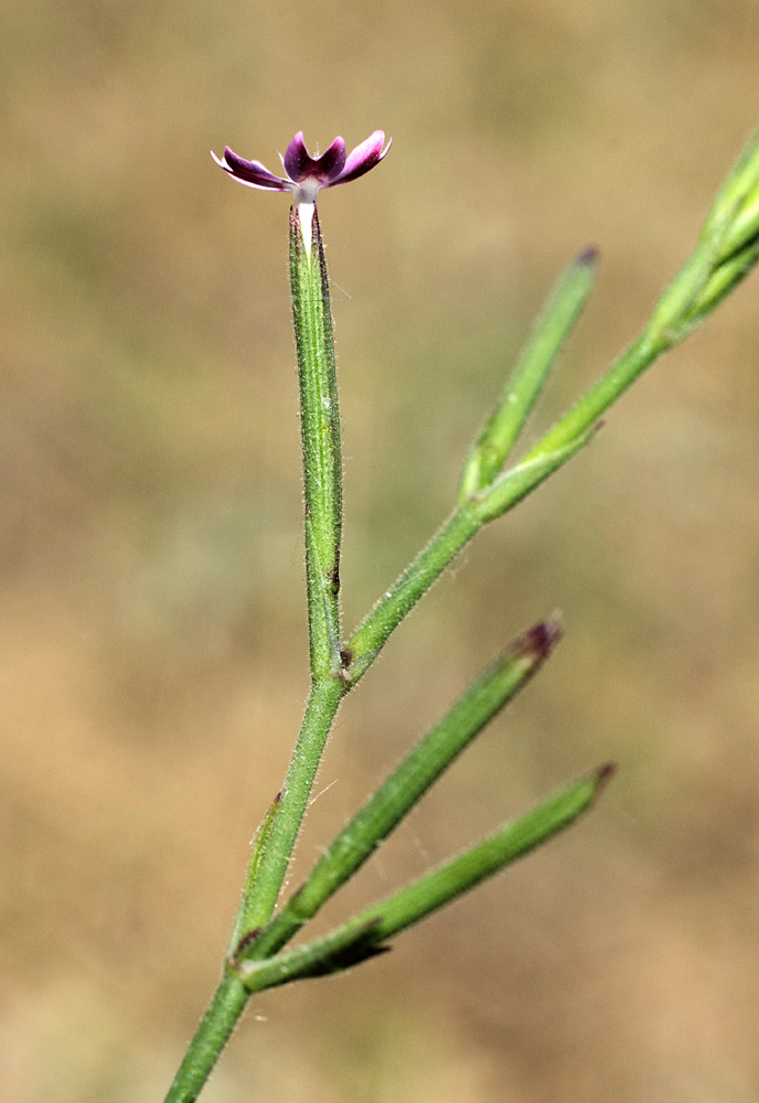 Image of Velezia rigida specimen.