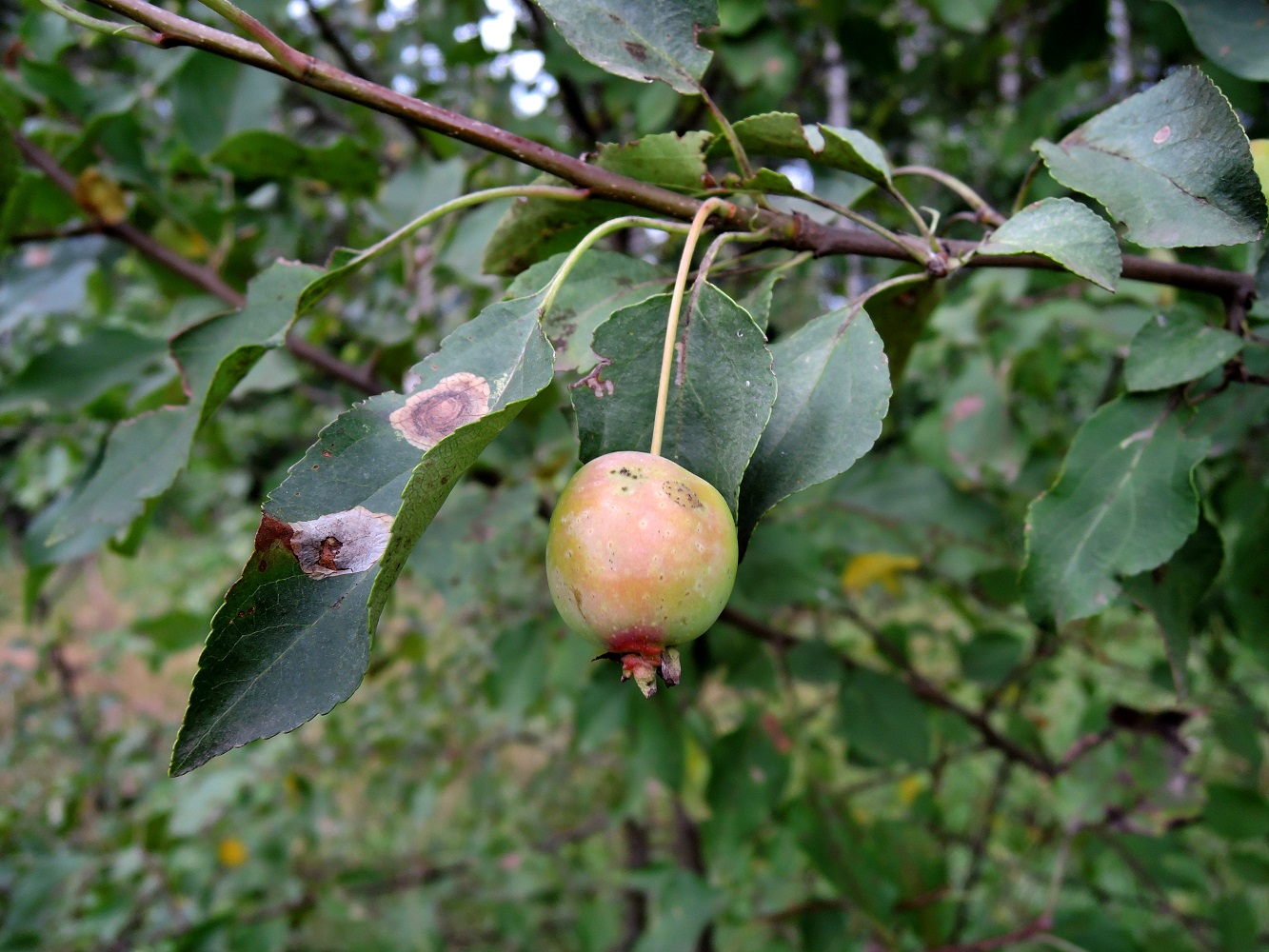 Изображение особи Malus prunifolia.
