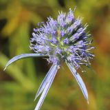 Eryngium planum. Соцветие. Ростовская обл., Неклиновский р-н, Васильево-Ханжоновское с/п, дол. р. Мокрый Еланчик, на пойменном лугу. 29.08.2015.