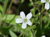 Cerastium pauciflorum. Цветок и бутоны. Иркутская обл., Шелеховский р-н, окр. пос Глубокая. 22.06.2014.