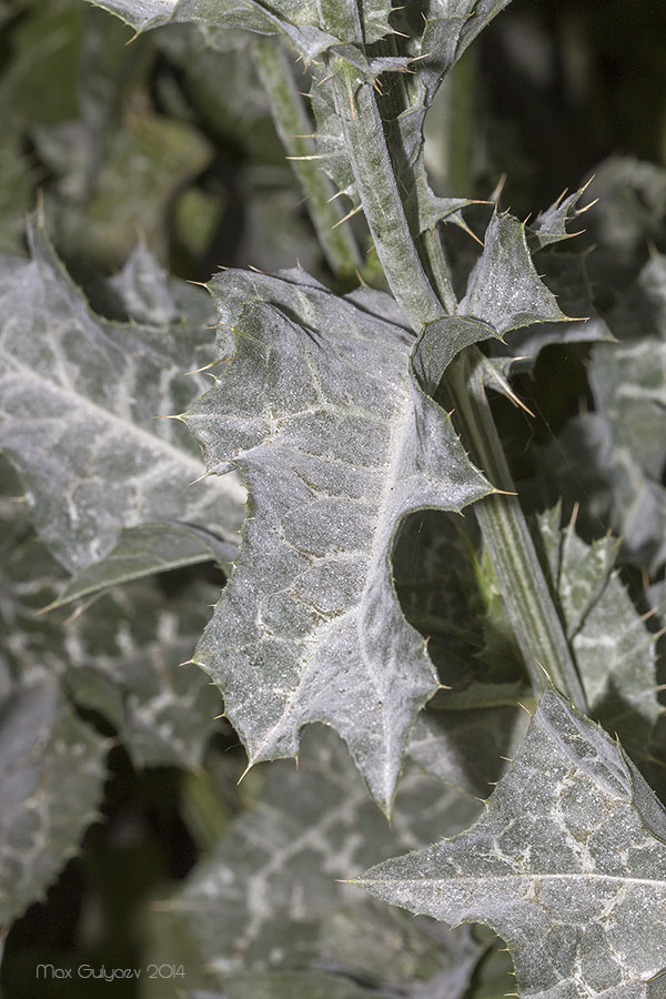 Image of Silybum marianum specimen.