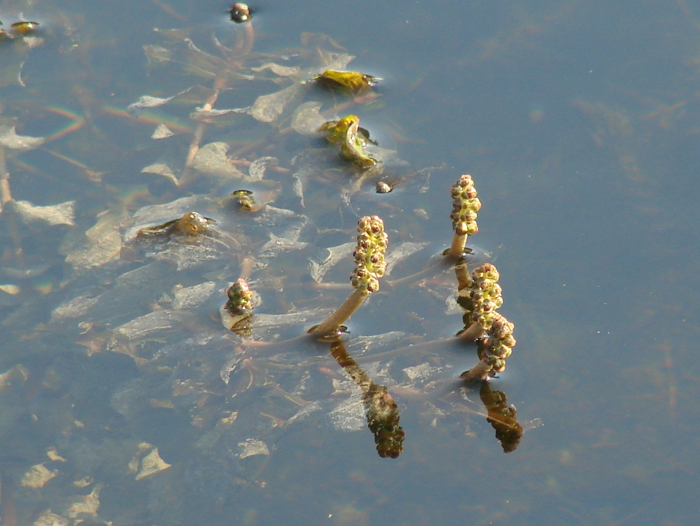 Изображение особи Potamogeton perfoliatus.