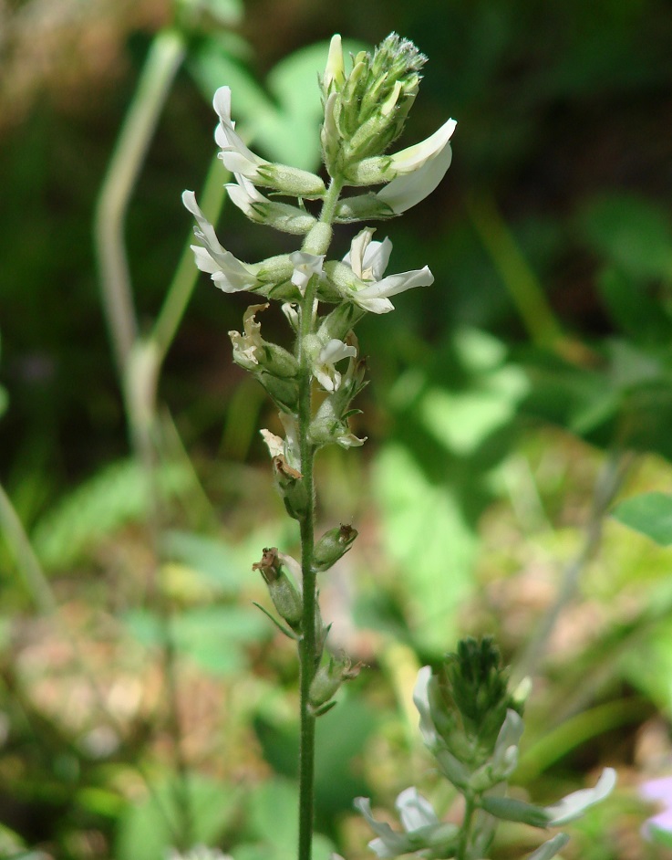 Изображение особи Oxytropis baicalia.