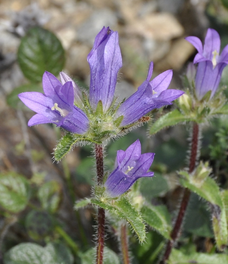 Изображение особи Campanula lingulata.
