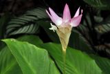 Calathea loeseneri. Соцветие. Сингапур, Singapore Botanic Gardens. 18.08.2014.