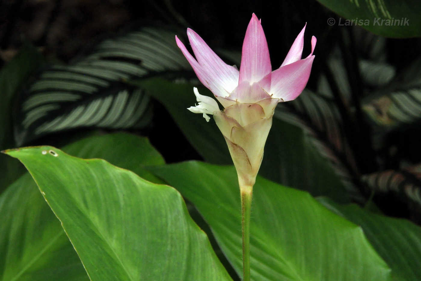 Image of Calathea loeseneri specimen.
