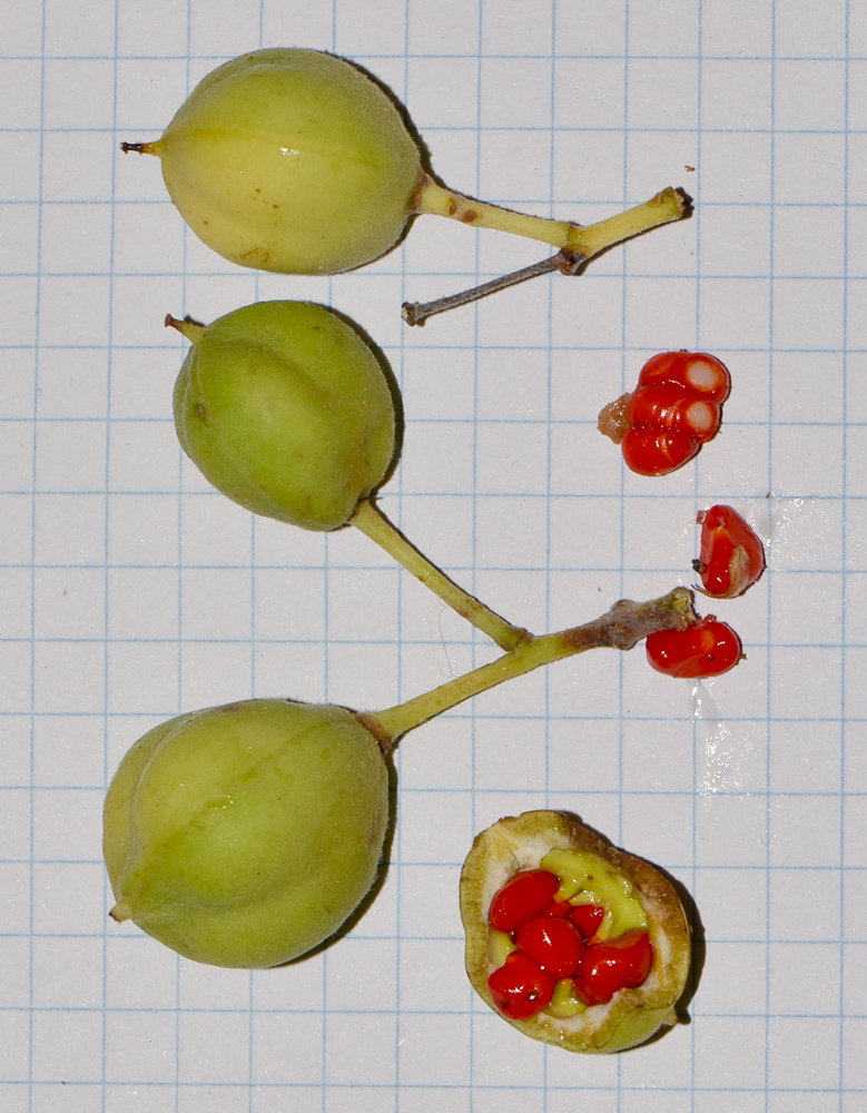 Image of Pittosporum tobira specimen.