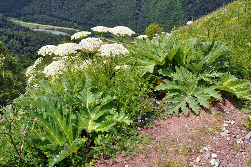 Изображение особи Heracleum leskovii.