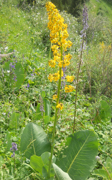 Image of Ligularia heterophylla specimen.