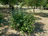 Rhamnus cathartica