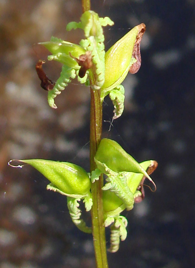 Изображение особи Pedicularis wlassoviana.