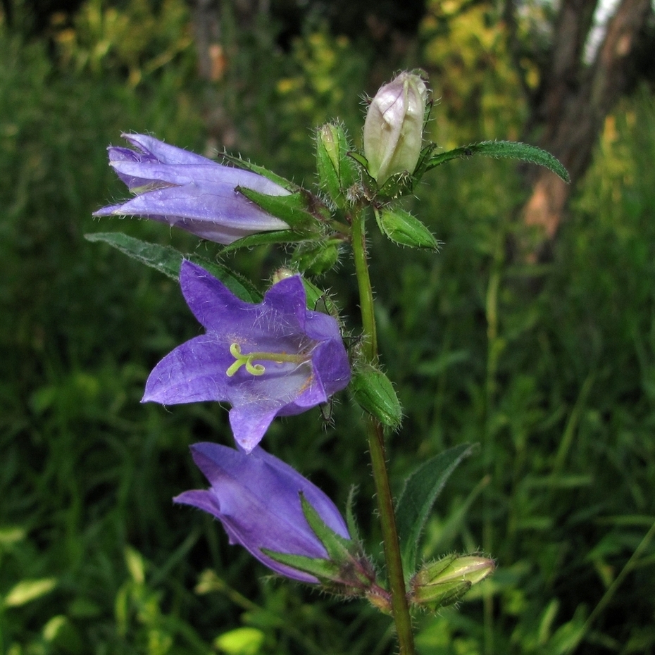 Image of Campanula trachelium specimen.