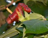 Hibiscus elatus